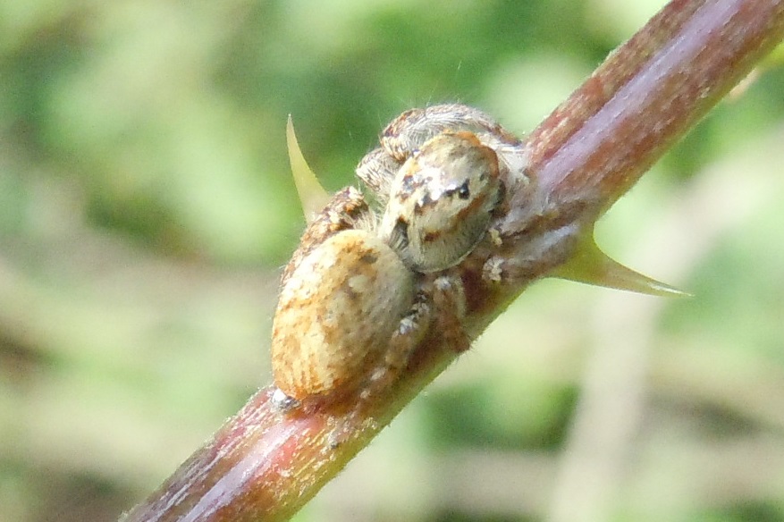 Carrhotus xanthogramma - Riserva degli Astroni (NA)